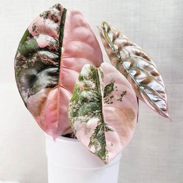 Alocasia tissue culture plants