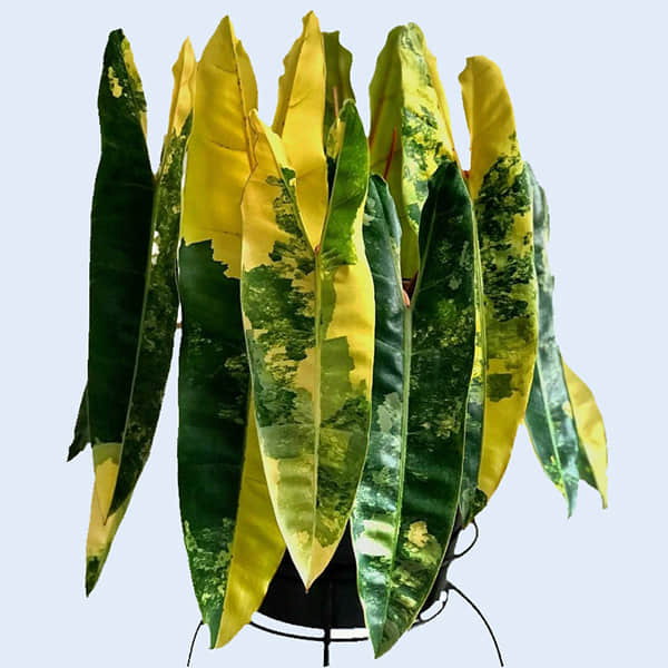 Philodendron tissue culture plants