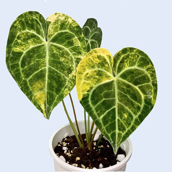 Anthurium  tissue culture plants