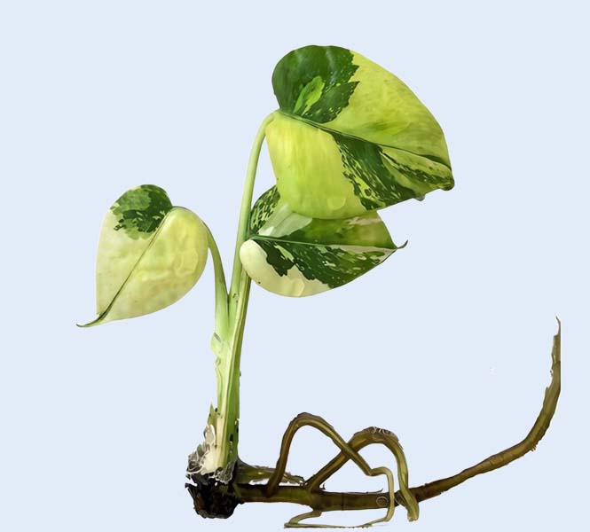 Zhangzhou Chanseed Biotechnology Co.,Ltd.