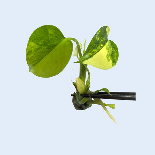 Zhangzhou Chanseed Biotechnology Co.,Ltd.
