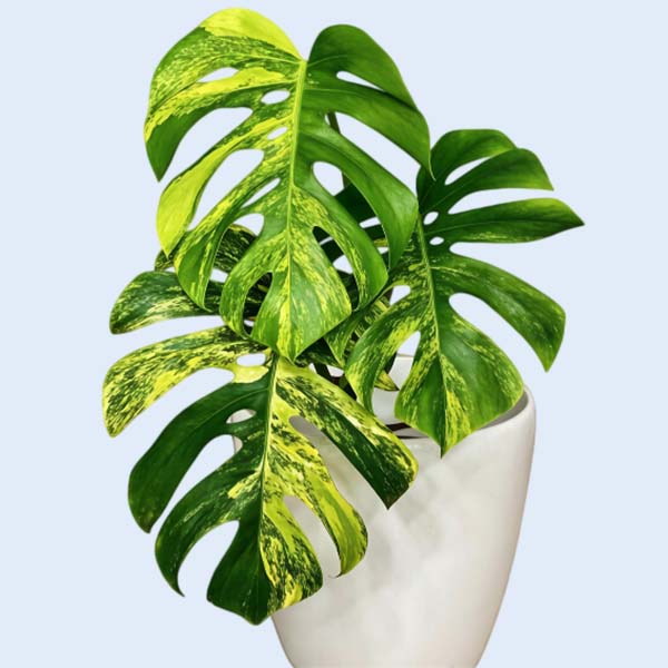 Monstera tissue culture plants