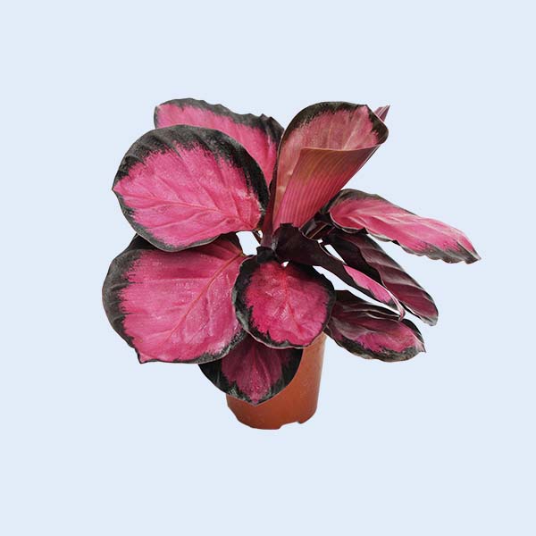 Calathea tissue culture plants