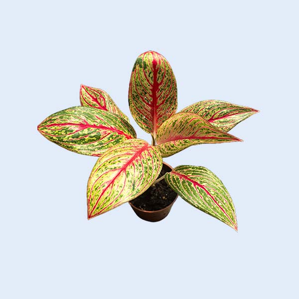 Aglonema tissue culture plants