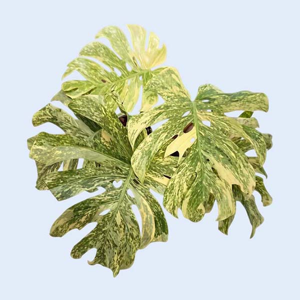 Zhangzhou Chanseed Biotechnology Co.,Ltd.