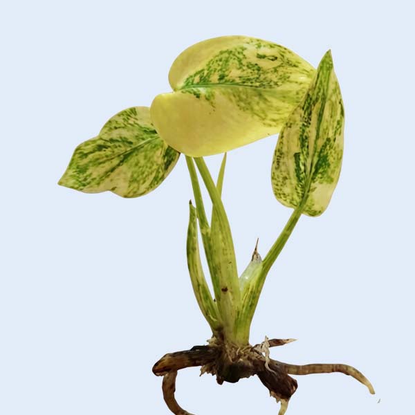 Zhangzhou Chanseed Biotechnology Co.,Ltd.