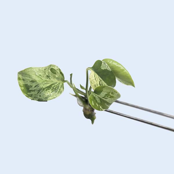 Zhangzhou Chanseed Biotechnology Co.,Ltd.