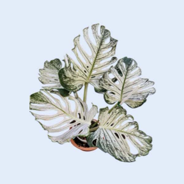 Zhangzhou Chanseed Biotechnology Co.,Ltd.