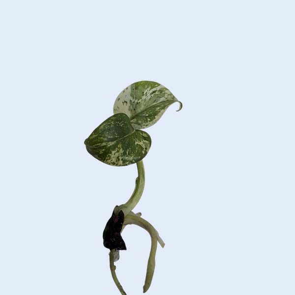 Zhangzhou Chanseed Biotechnology Co.,Ltd.