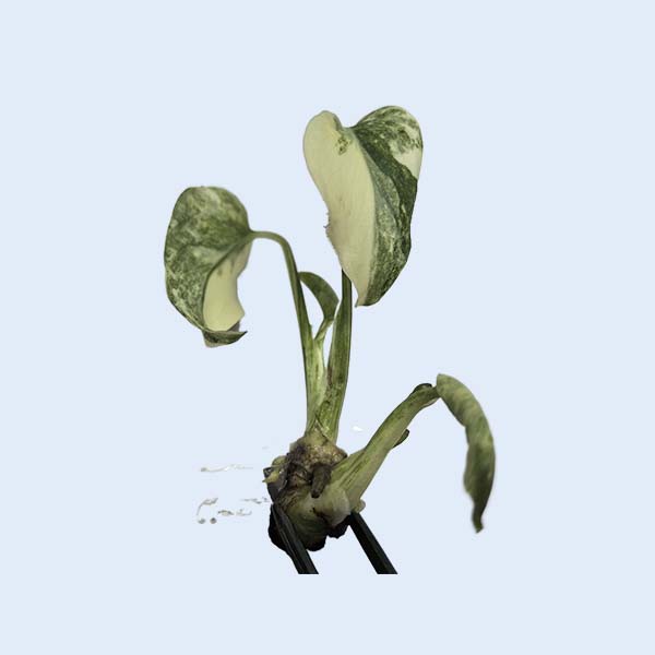 Zhangzhou Chanseed Biotechnology Co.,Ltd.