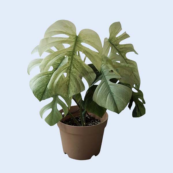 Zhangzhou Chanseed Biotechnology Co.,Ltd.