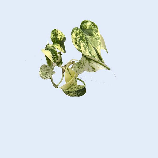 Zhangzhou Chanseed Biotechnology Co.,Ltd.
