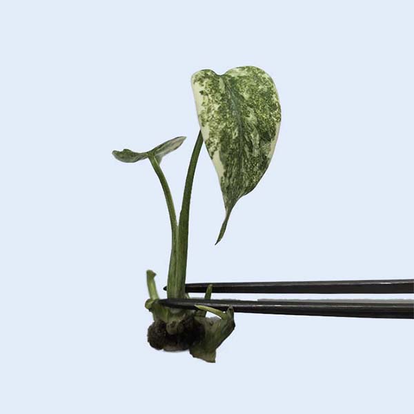Zhangzhou Chanseed Biotechnology Co.,Ltd.