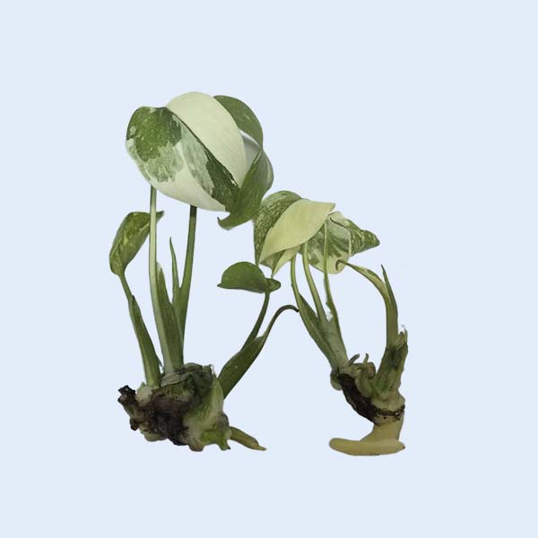 Zhangzhou Chanseed Biotechnology Co.,Ltd.