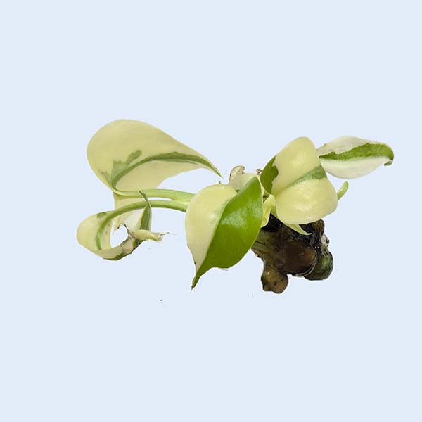 Zhangzhou Chanseed Biotechnology Co.,Ltd.