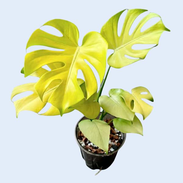 Zhangzhou Chanseed Biotechnology Co.,Ltd.