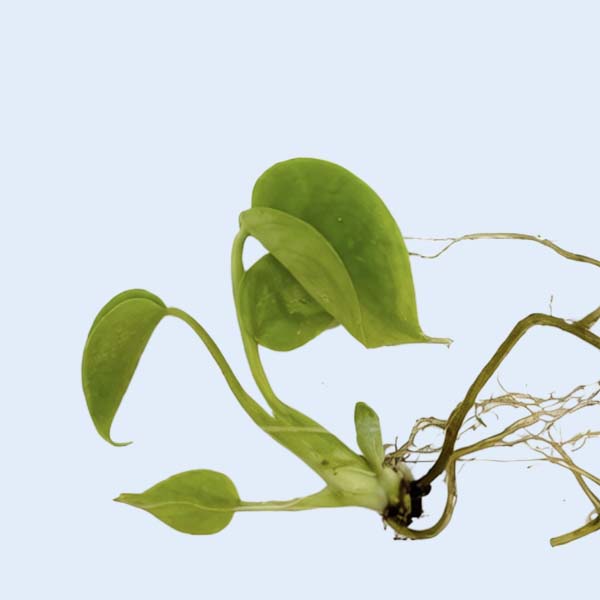 Zhangzhou Chanseed Biotechnology Co.,Ltd.