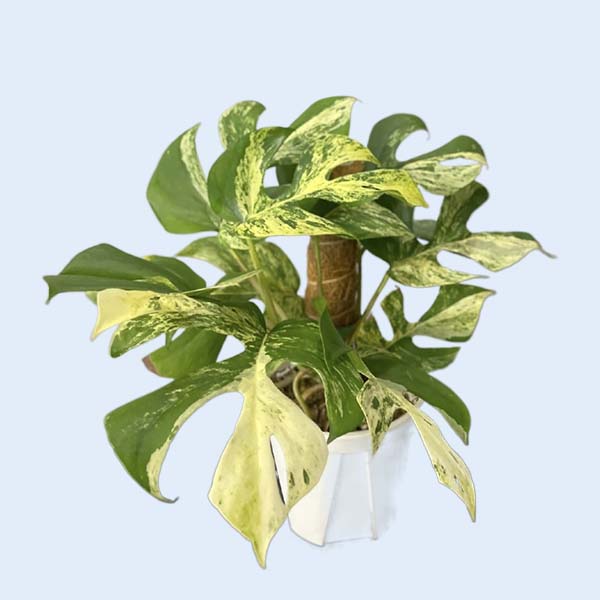 Zhangzhou Chanseed Biotechnology Co.,Ltd.