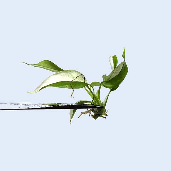 Zhangzhou Chanseed Biotechnology Co.,Ltd.