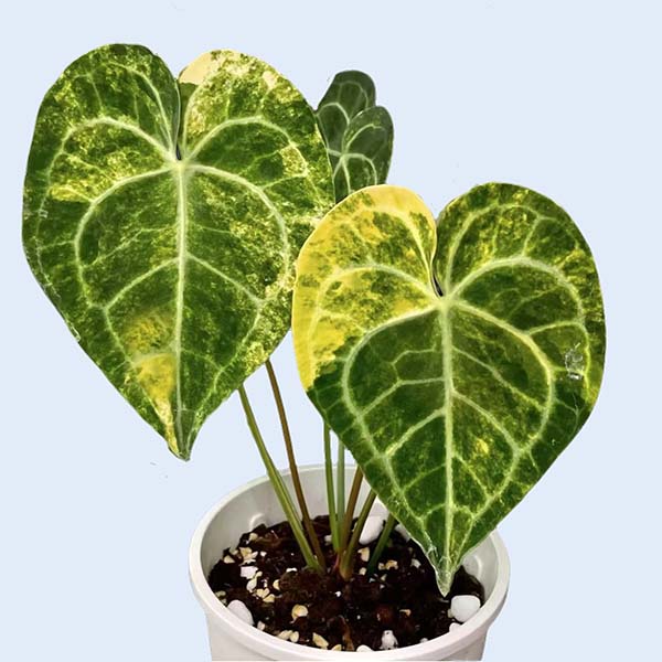 Zhangzhou Chanseed Biotechnology Co.,Ltd.