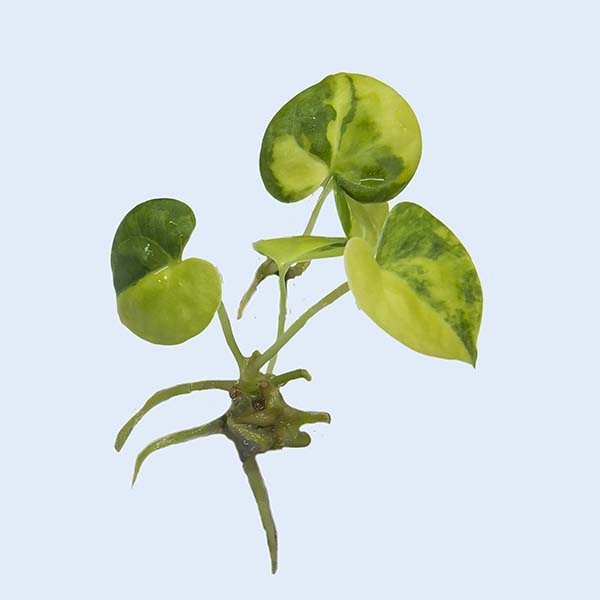 Zhangzhou Chanseed Biotechnology Co.,Ltd.