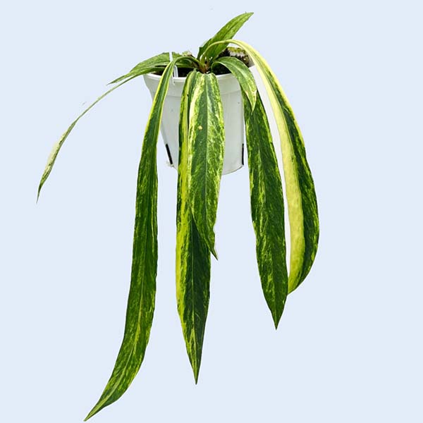 Zhangzhou Chanseed Biotechnology Co.,Ltd.