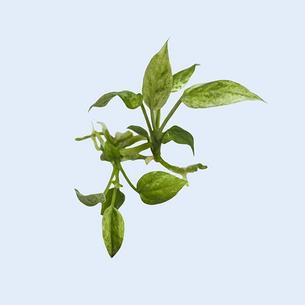 Zhangzhou Chanseed Biotechnology Co.,Ltd.