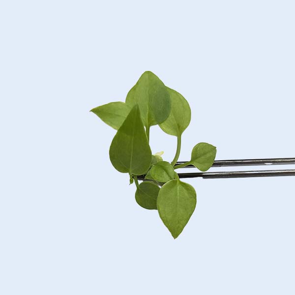 Zhangzhou Chanseed Biotechnology Co.,Ltd.