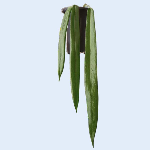 Zhangzhou Chanseed Biotechnology Co.,Ltd.