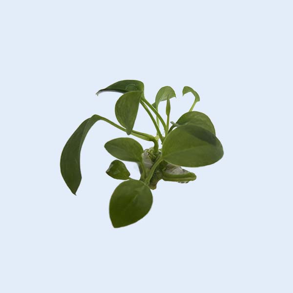 Zhangzhou Chanseed Biotechnology Co.,Ltd.