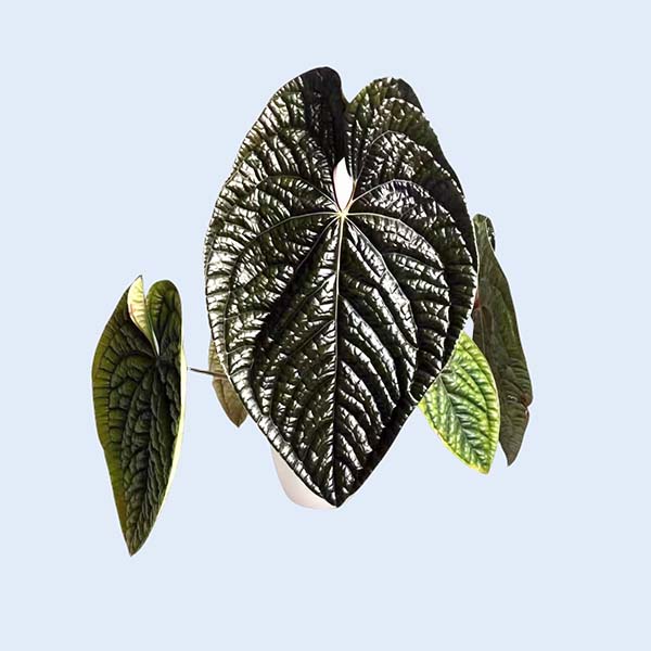 Zhangzhou Chanseed Biotechnology Co.,Ltd.