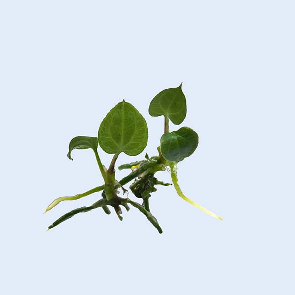 Zhangzhou Chanseed Biotechnology Co.,Ltd.