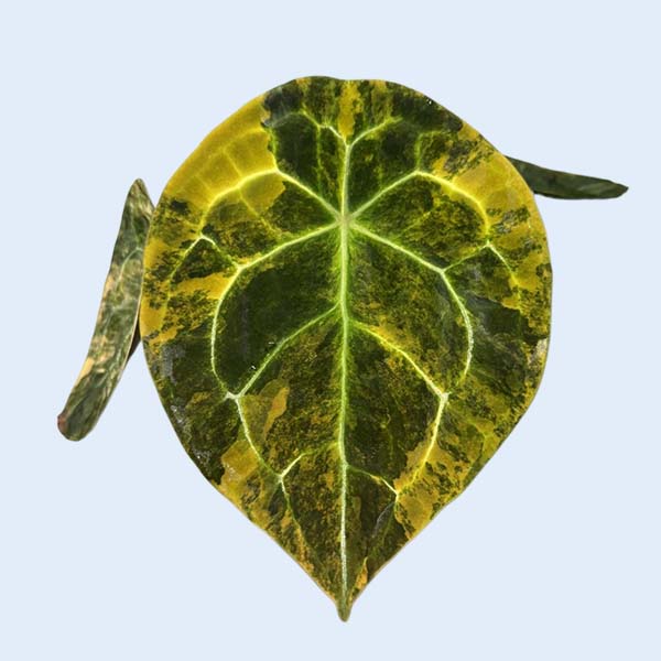 Zhangzhou Chanseed Biotechnology Co.,Ltd.