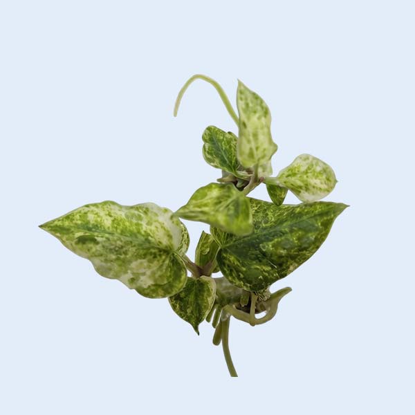Zhangzhou Chanseed Biotechnology Co.,Ltd.