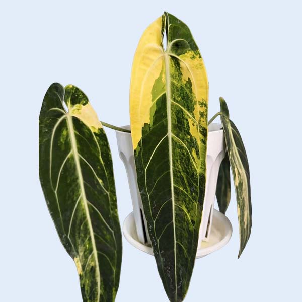 Zhangzhou Chanseed Biotechnology Co.,Ltd.