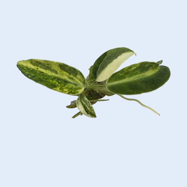 Zhangzhou Chanseed Biotechnology Co.,Ltd.