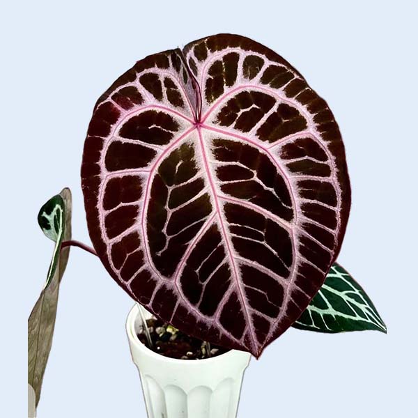 Zhangzhou Chanseed Biotechnology Co.,Ltd.