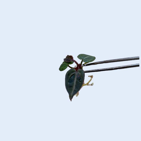 Zhangzhou Chanseed Biotechnology Co.,Ltd.