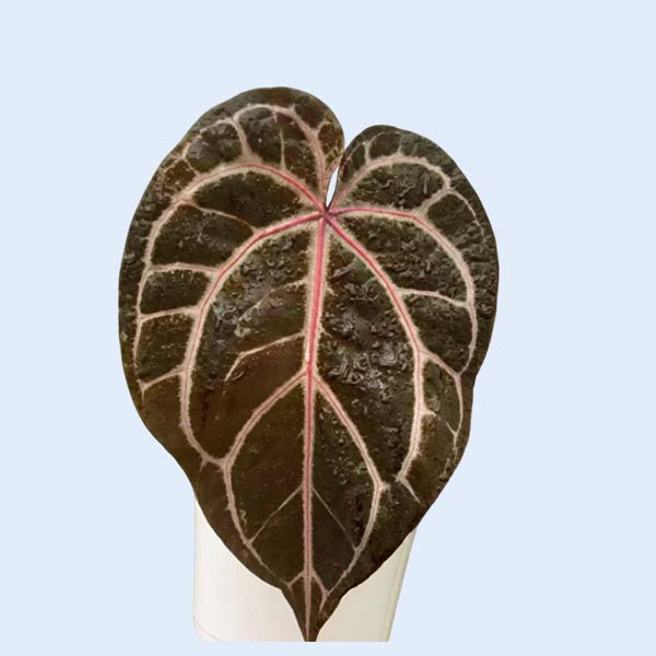 Zhangzhou Chanseed Biotechnology Co.,Ltd.