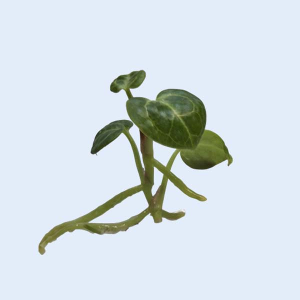 Zhangzhou Chanseed Biotechnology Co.,Ltd.