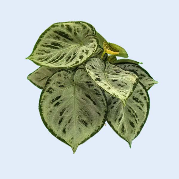 Zhangzhou Chanseed Biotechnology Co.,Ltd.