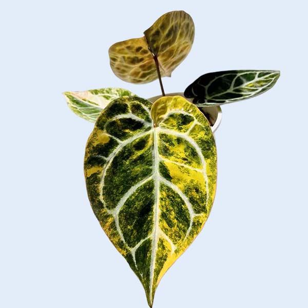 Zhangzhou Chanseed Biotechnology Co.,Ltd.