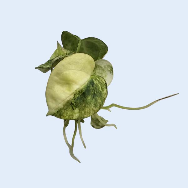 Zhangzhou Chanseed Biotechnology Co.,Ltd.