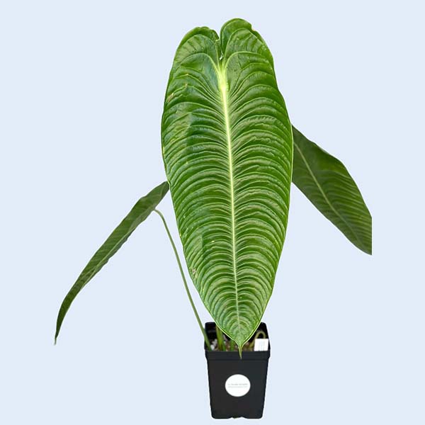 Zhangzhou Chanseed Biotechnology Co.,Ltd.