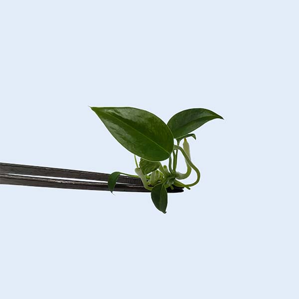Zhangzhou Chanseed Biotechnology Co.,Ltd.