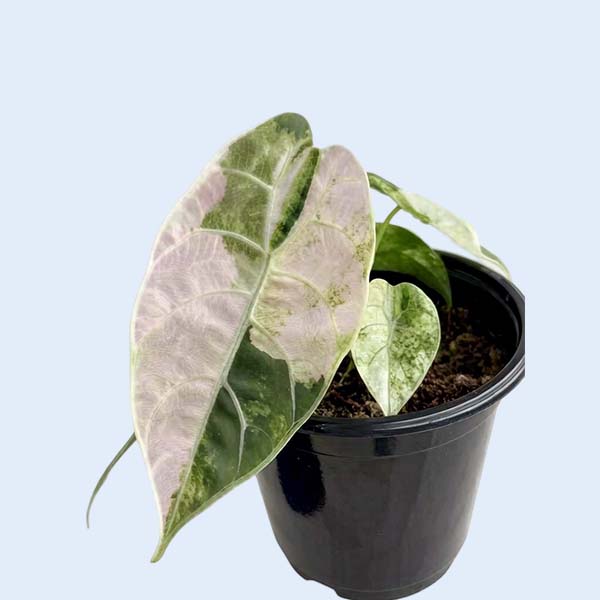 Zhangzhou Chanseed Biotechnology Co.,Ltd.