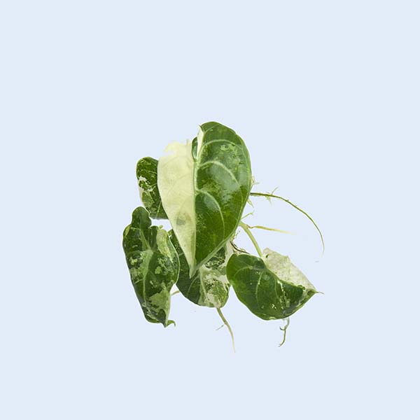 Zhangzhou Chanseed Biotechnology Co.,Ltd.