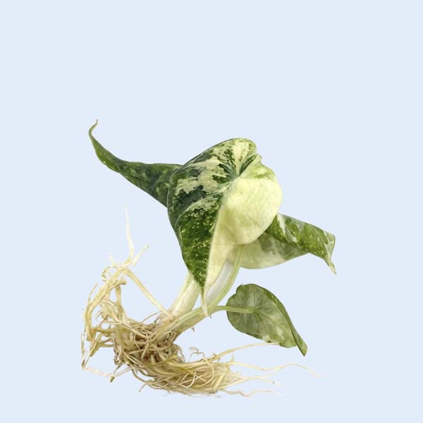 Zhangzhou Chanseed Biotechnology Co.,Ltd.