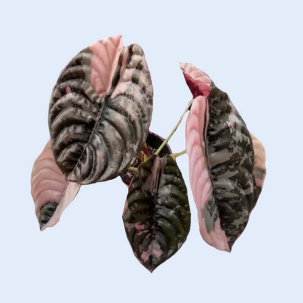 Zhangzhou Chanseed Biotechnology Co.,Ltd.