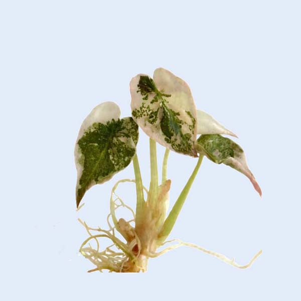 Zhangzhou Chanseed Biotechnology Co.,Ltd.